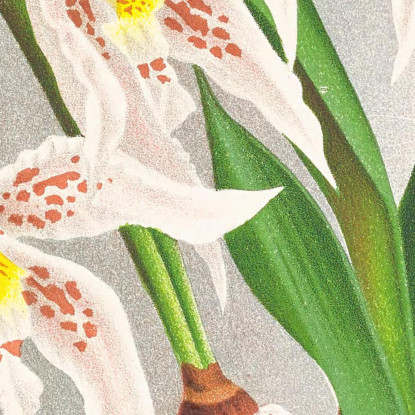 Illustrazioni Botaniche Odontoglossum Ruckerianum Jean Jules Linden jjl118 quadro stampato su tela