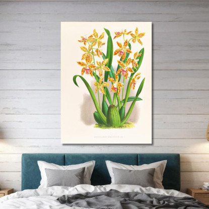 Illustrazioni Botaniche Odontoglossum Schillerianum Jean Jules Linden jjl119 quadro stampato su tela