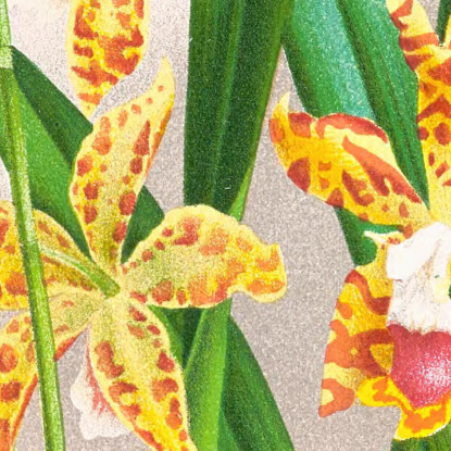 Illustrazioni Botaniche Odontoglossum Schillerianum Jean Jules Linden jjl119 quadro stampato su tela