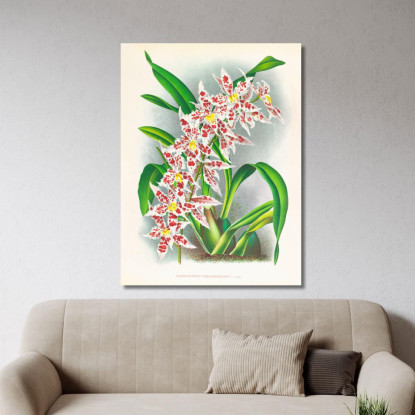 Illustrazioni Botaniche Odontoglossum Schlesingerianum Jean Jules Linden jjl120 quadro stampato su tela