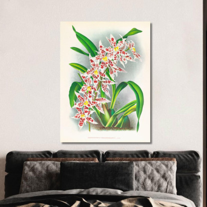 Illustrazioni Botaniche Odontoglossum Schlesingerianum Jean Jules Linden jjl120 quadro stampato su tela