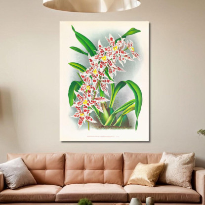 Illustrazioni Botaniche Odontoglossum Schlesingerianum Jean Jules Linden jjl120 quadro stampato su tela