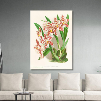 Illustrazioni Botaniche Odontoglossum Wilckeanum Albens Jean Jules Linden jjl122 quadro stampato su tela