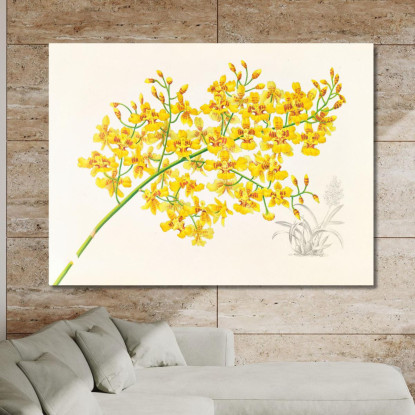 Illustrazioni Botaniche Oncidium Aurosum Jean Jules Linden jjl123 quadro stampato su tela