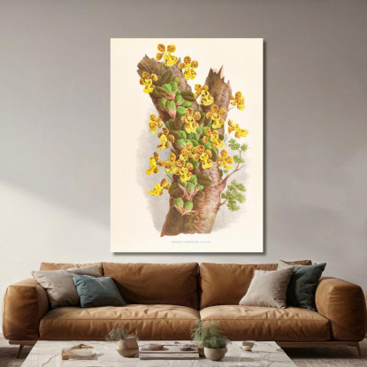Illustrazioni Botaniche Oncidium Limminghei Jean Jules Linden jjl129 quadro stampato su tela