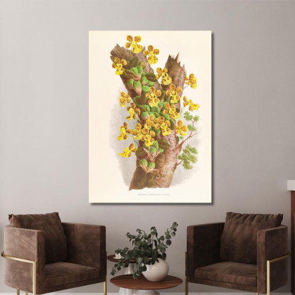 Illustrazioni Botaniche Oncidium Limminghei Jean Jules Linden jjl129 quadro stampato su tela