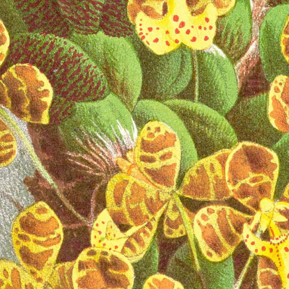 Illustrazioni Botaniche Oncidium Limminghei Jean Jules Linden jjl129 quadro stampato su tela
