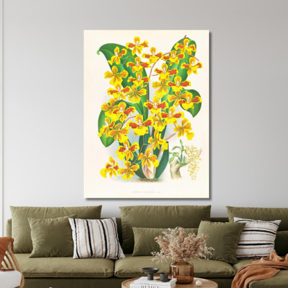 Illustrazioni Botaniche Oncidium Sarcodes Jean Jules Linden jjl131 quadro stampato su tela