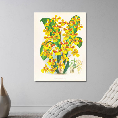 Illustrazioni Botaniche Oncidium Sarcodes Jean Jules Linden jjl131 quadro stampato su tela