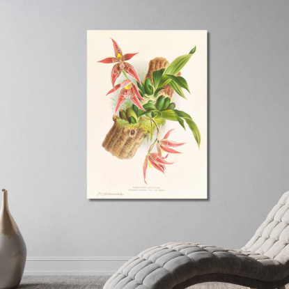 Illustrazioni Botaniche Paphinia Randi Paphinia Cristata Jean Jules Linden jjl133 quadro stampato su tela