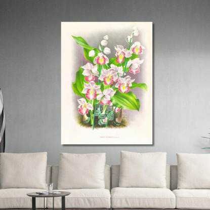 Illustrazioni Botaniche Phaius Humbloti Jean Jules Linden jjl134 quadro stampato su tela