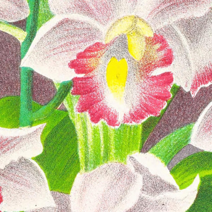 Illustrazioni Botaniche Phaius Humbloti Jean Jules Linden jjl134 quadro stampato su tela