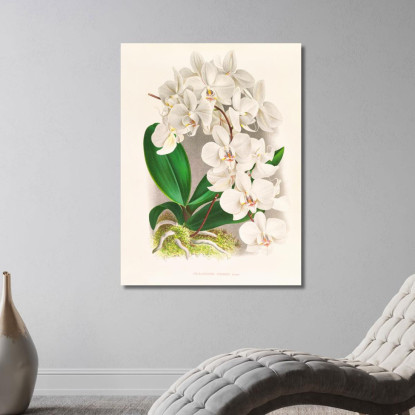 Illustrazioni Botaniche Phalaenopsis Amabilis Jean Jules Linden jjl135 quadro stampato su tela