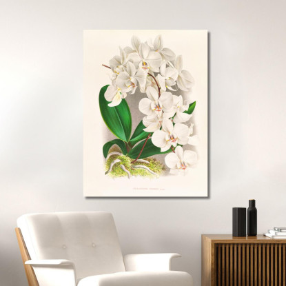 Illustrazioni Botaniche Phalaenopsis Amabilis Jean Jules Linden jjl135 quadro stampato su tela