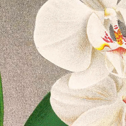 Illustrazioni Botaniche Phalaenopsis Amabilis Jean Jules Linden jjl135 quadro stampato su tela