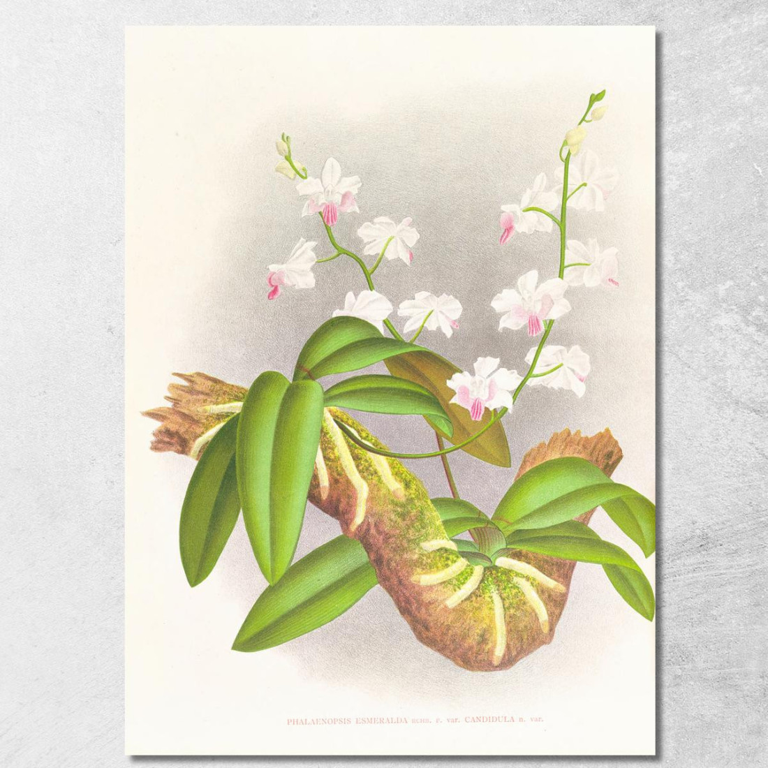 Illustrazioni Botaniche Phalaenopsis Esmeralda Var Candidula Jean Jules Linden jjl136 quadro stampato su tela Illustrazioni Botaniche Phalaenopsis Esmeralda Var Candidula Jean Jules Linden jjl136 quadro stampato su tela