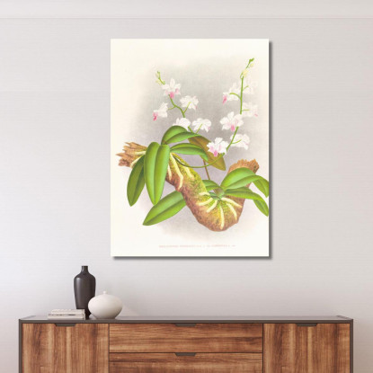 Illustrazioni Botaniche Phalaenopsis Esmeralda Var Candidula Jean Jules Linden jjl136 quadro stampato su tela
