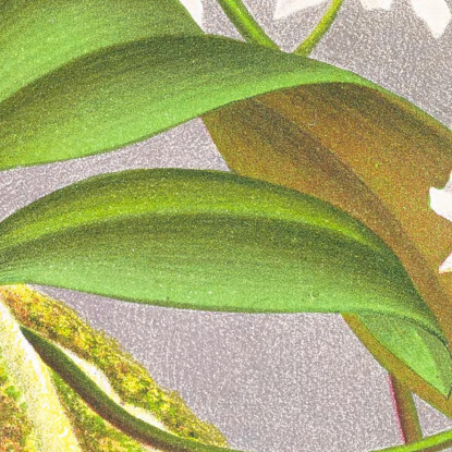 Illustrazioni Botaniche Phalaenopsis Esmeralda Var Candidula Jean Jules Linden jjl136 quadro stampato su tela