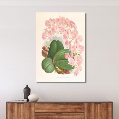 Illustrazioni Botaniche Phalaenopsis Sanderiana Jean Jules Linden jjl138 quadro stampato su tela
