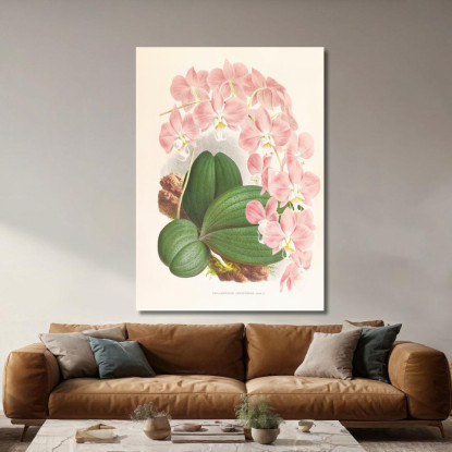 Illustrazioni Botaniche Phalaenopsis Sanderiana Jean Jules Linden jjl138 quadro stampato su tela