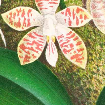 Illustrazioni Botaniche Phalaenopsis Sumatrana Jean Jules Linden jjl141 quadro stampato su tela