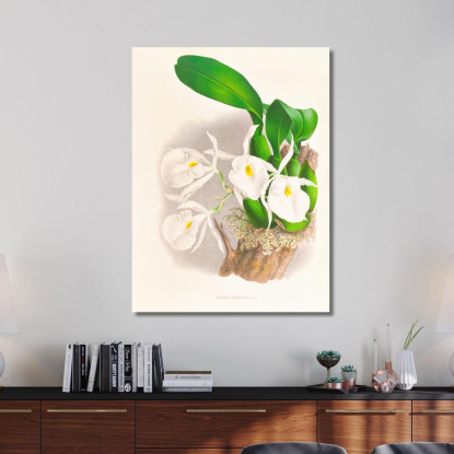 Illustrazioni Botaniche Pilumna Nobilis Jean Jules Linden jjl142 quadro stampato su tela