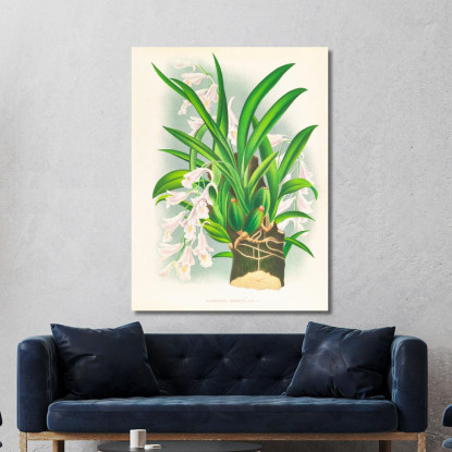 Illustrazioni Botaniche Rodriguezia Refracta Jean Jules Linden jjl144 quadro stampato su tela