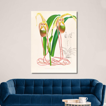 Illustrazioni Botaniche Selenipedium Caudatum Jean Jules Linden jjl146 quadro stampato su tela