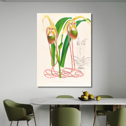 Illustrazioni Botaniche Selenipedium Caudatum Jean Jules Linden jjl146 quadro stampato su tela