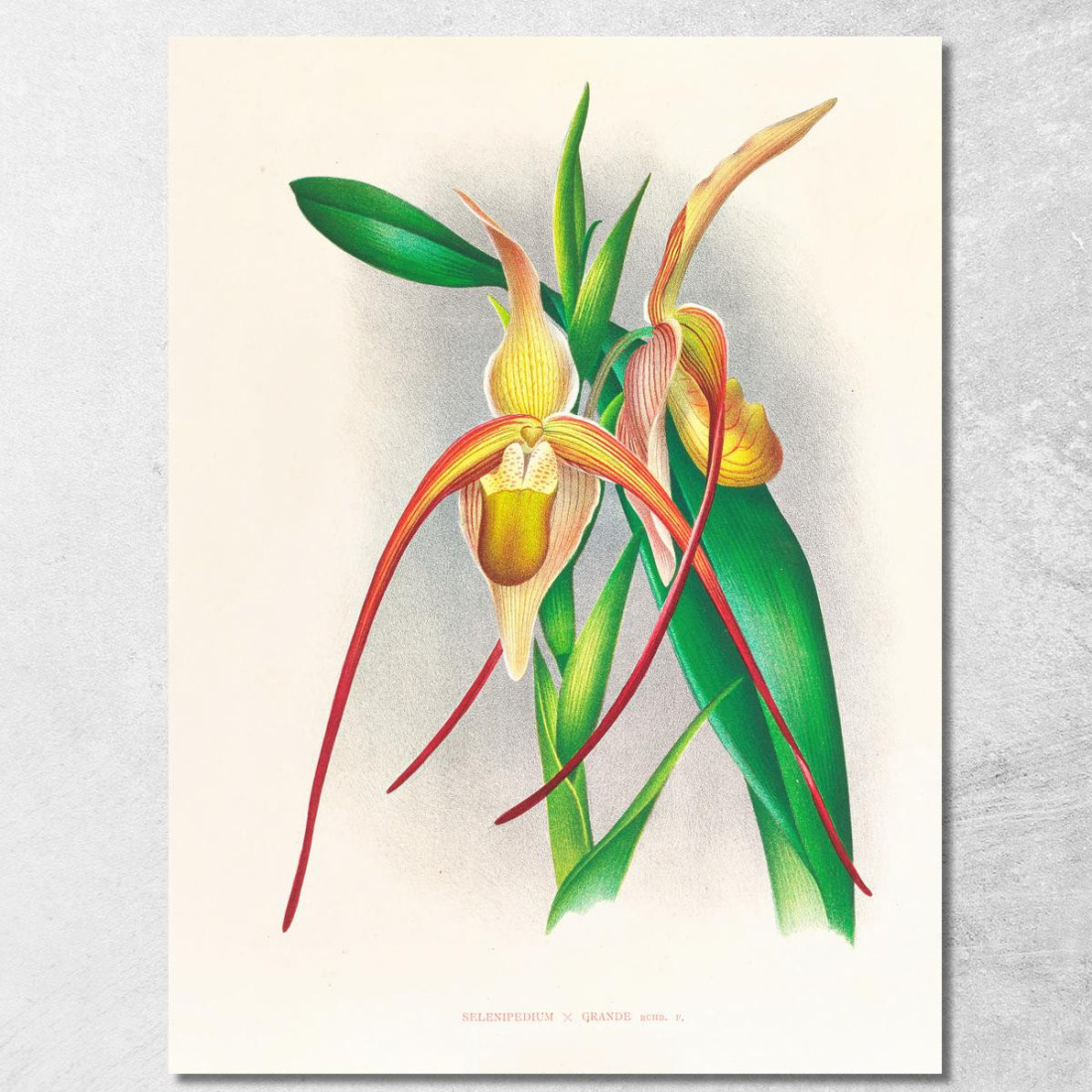 Illustrazioni Botaniche Selenipedium Grande Jean Jules Linden jjl147 quadro stampato su tela Illustrazioni Botaniche Selenipedium Grande Jean Jules Linden jjl147 quadro stampato su tela