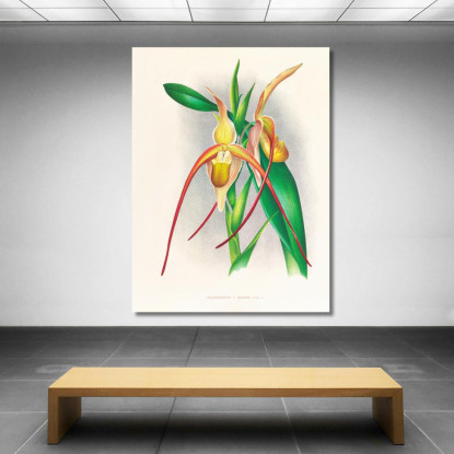 Illustrazioni Botaniche Selenipedium Grande Jean Jules Linden jjl147 quadro stampato su tela