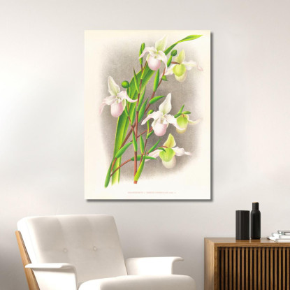 Illustrazioni Botaniche Selenipedium Sedeni Candidulum Jean Jules Linden jjl149 quadro stampato su tela