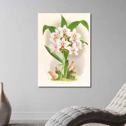 Illustrazioni Botaniche Spathoglottis Augustorum Jean Jules Linden jjl150 quadro stampato su tela