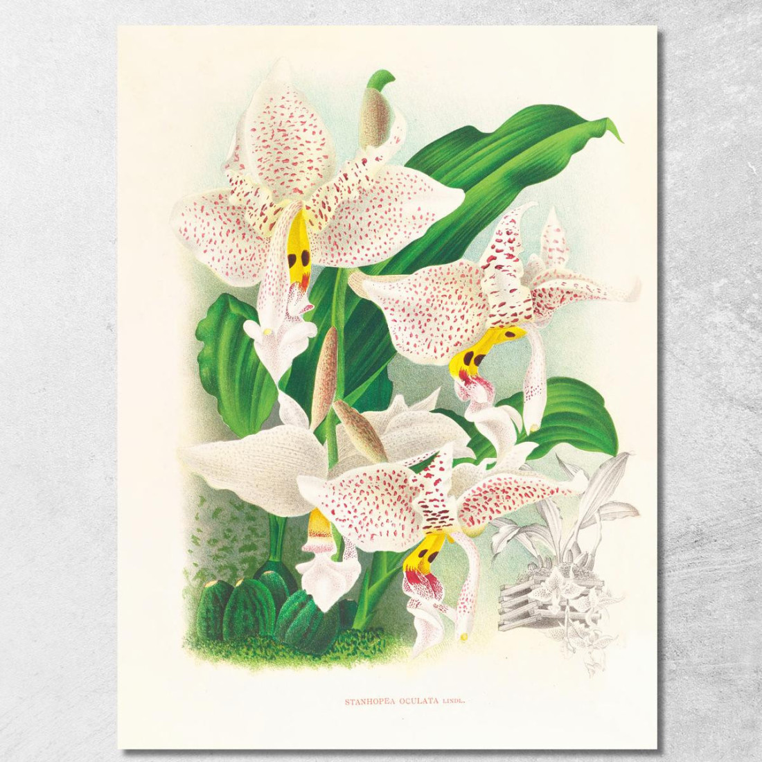 Illustrazioni Botaniche Stanhopea Oculata Jean Jules Linden jjl152 quadro stampato su tela Illustrazioni Botaniche Stanhopea Oculata Jean Jules Linden jjl152 quadro stampato su tela