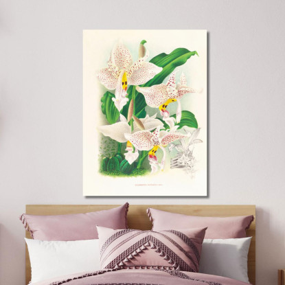 Illustrazioni Botaniche Stanhopea Oculata Jean Jules Linden jjl152 quadro stampato su tela