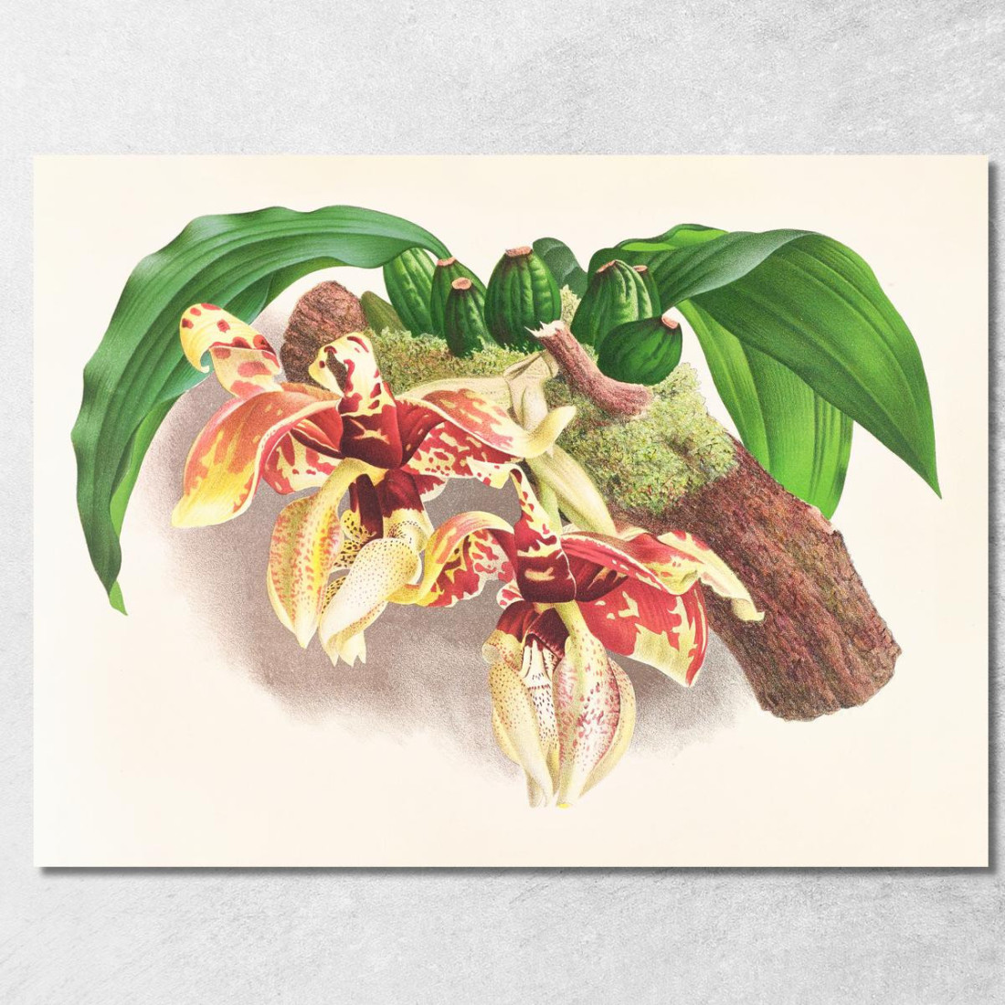 Illustrazioni Botaniche Stanhopea Tigrina Jean Jules Linden jjl153 quadro stampato su tela Illustrazioni Botaniche Stanhopea Tigrina Jean Jules Linden jjl153 quadro stampato su tela