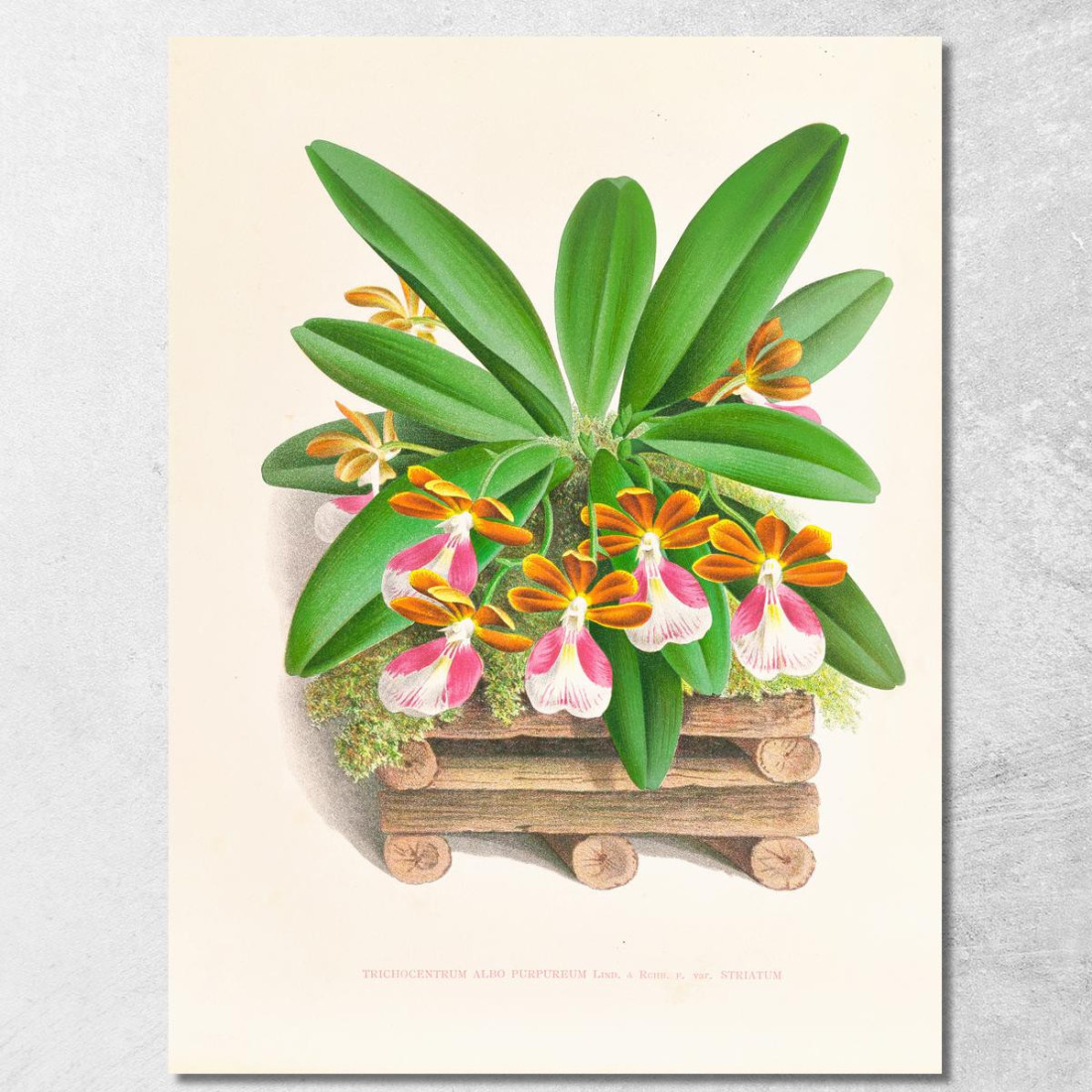 Illustrazioni Botaniche Trichocentrum Albo Purpureum Jean Jules Linden jjl154 quadro stampato su tela Illustrazioni Botaniche Trichocentrum Albo Purpureum Jean Jules Linden jjl154 quadro stampato su tela