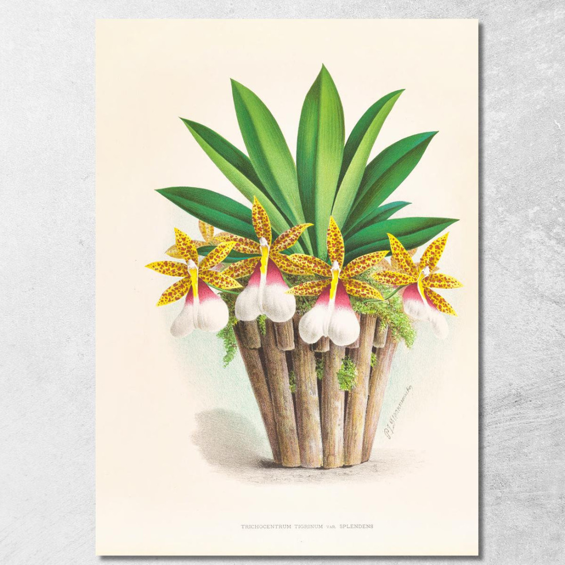 Illustrazioni Botaniche Trichocentrum Tigrinum Jean Jules Linden jjl155 quadro stampato su tela Illustrazioni Botaniche Trichocentrum Tigrinum Jean Jules Linden jjl155 quadro stampato su tela