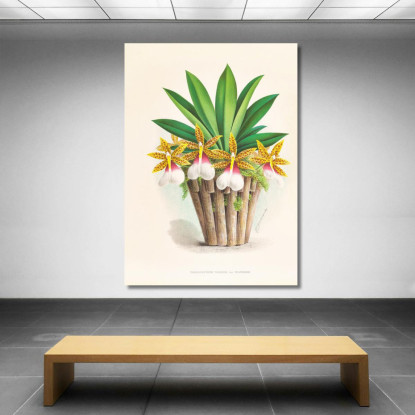 Illustrazioni Botaniche Trichocentrum Tigrinum Jean Jules Linden jjl155 quadro stampato su tela