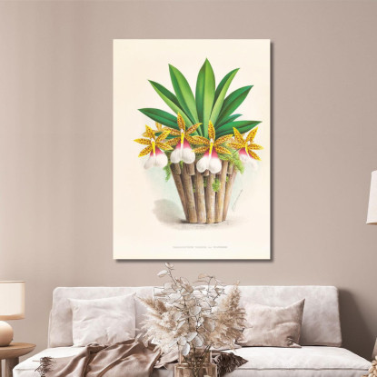 Illustrazioni Botaniche Trichocentrum Tigrinum Jean Jules Linden jjl155 quadro stampato su tela