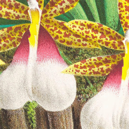Illustrazioni Botaniche Trichocentrum Tigrinum Jean Jules Linden jjl155 quadro stampato su tela