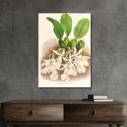Illustrazioni Botaniche Trichopilia Suavis Jean Jules Linden jjl156 quadro stampato su tela