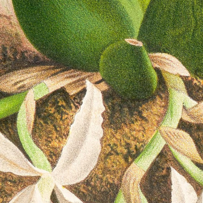 Illustrazioni Botaniche Trichopilia Suavis Jean Jules Linden jjl156 quadro stampato su tela