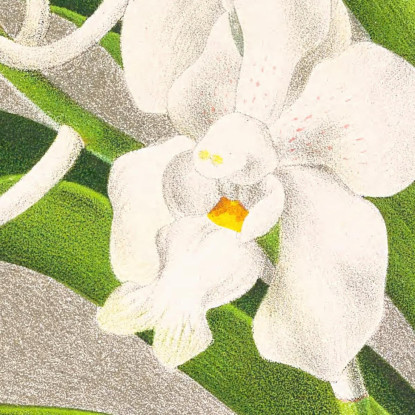 Illustrazioni Botaniche Vanda Denisoniana Jean Jules Linden jjl158 quadro stampato su tela