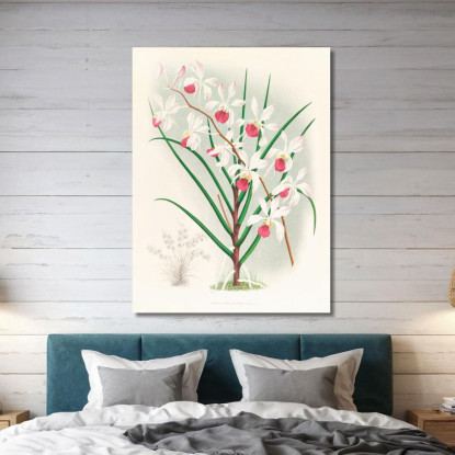Illustrazioni Botaniche Vanda Kimballiana Jean Jules Linden jjl159 quadro stampato su tela