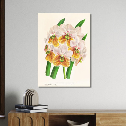 Illustrazioni Botaniche Vanda Sanderiana Var Labello Viridi Jean Jules Linden jjl161 quadro stampato su tela