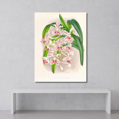 Illustrazioni Botaniche Vanda Suavis Jean Jules Linden jjl162 quadro stampato su tela