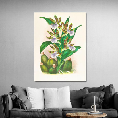 Illustrazioni Botaniche Zygopetalum Intermedium Jean Jules Linden jjl163 quadro stampato su tela
