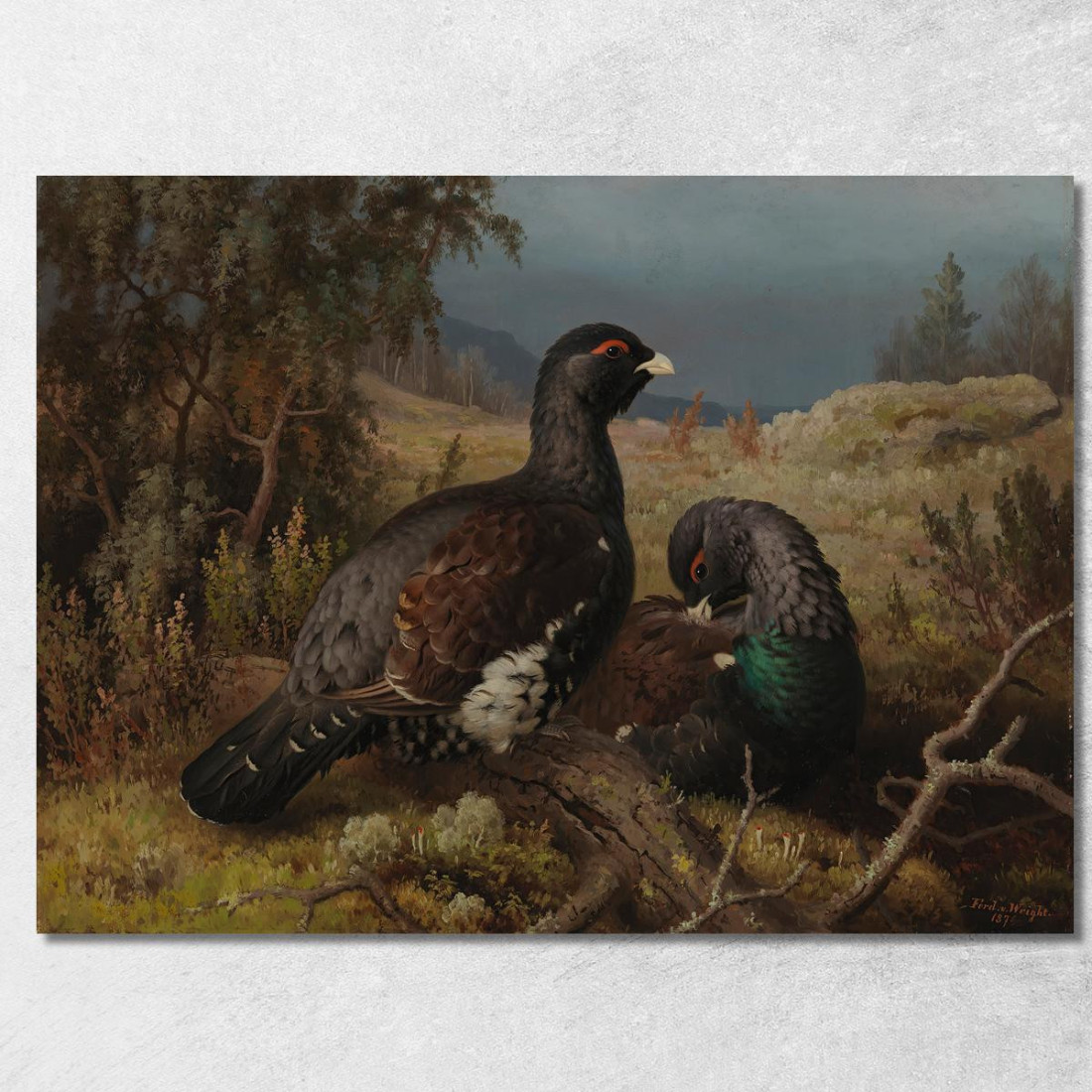 Maschi Di Gallo Cedrone Ferdinand von Wright fvw6 quadro stampato su tela