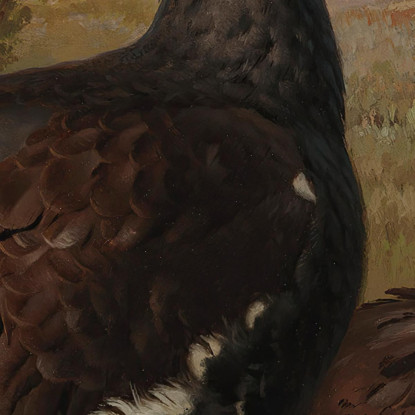 Maschi Di Gallo Cedrone Ferdinand von Wright fvw6 quadro stampato su tela